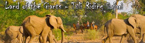 Land of the Giants - Tuli Riding Safari